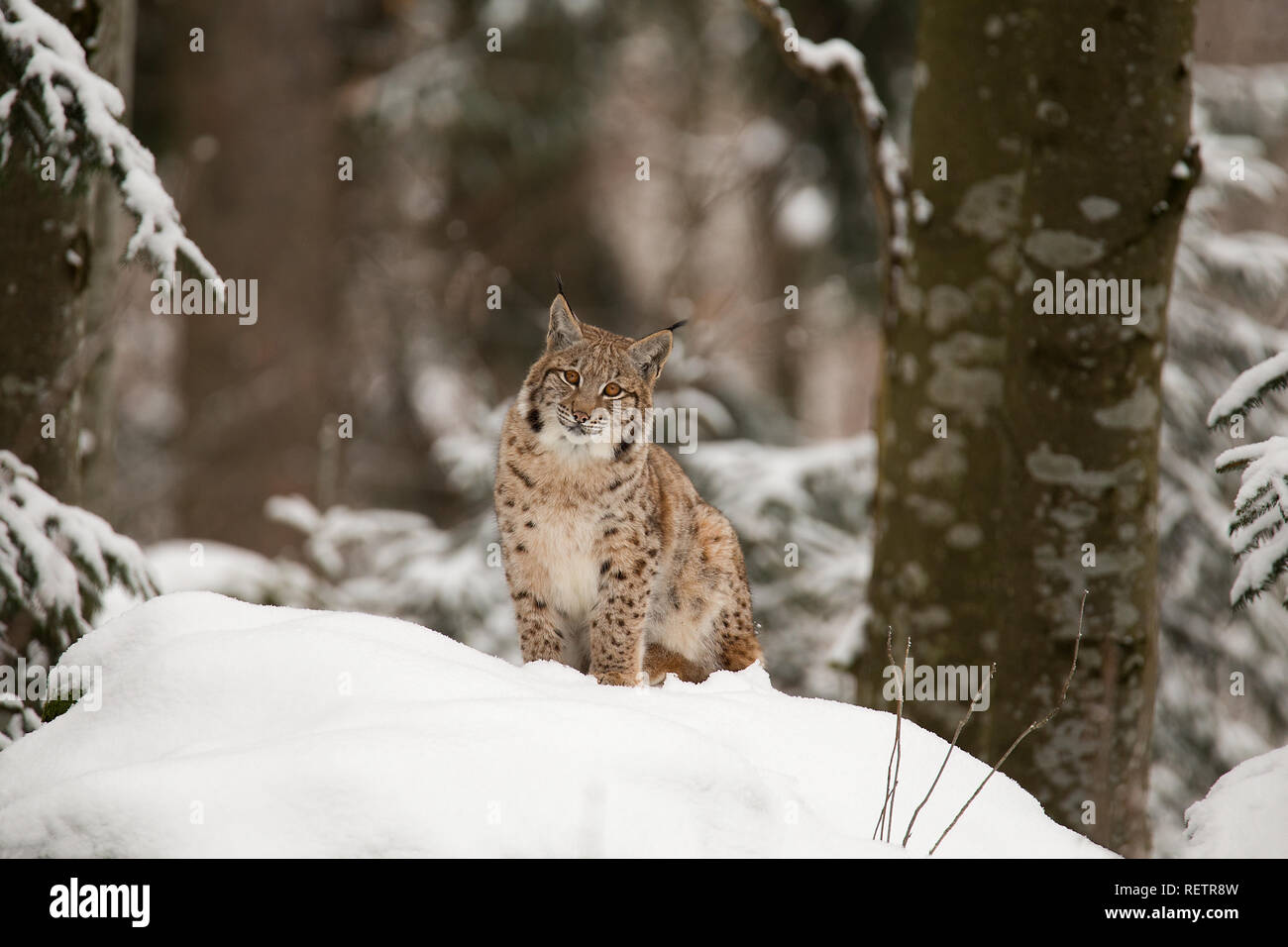 Eurasian lynx - Lynx lynx sitting on the snow Stock Photo - Alamy