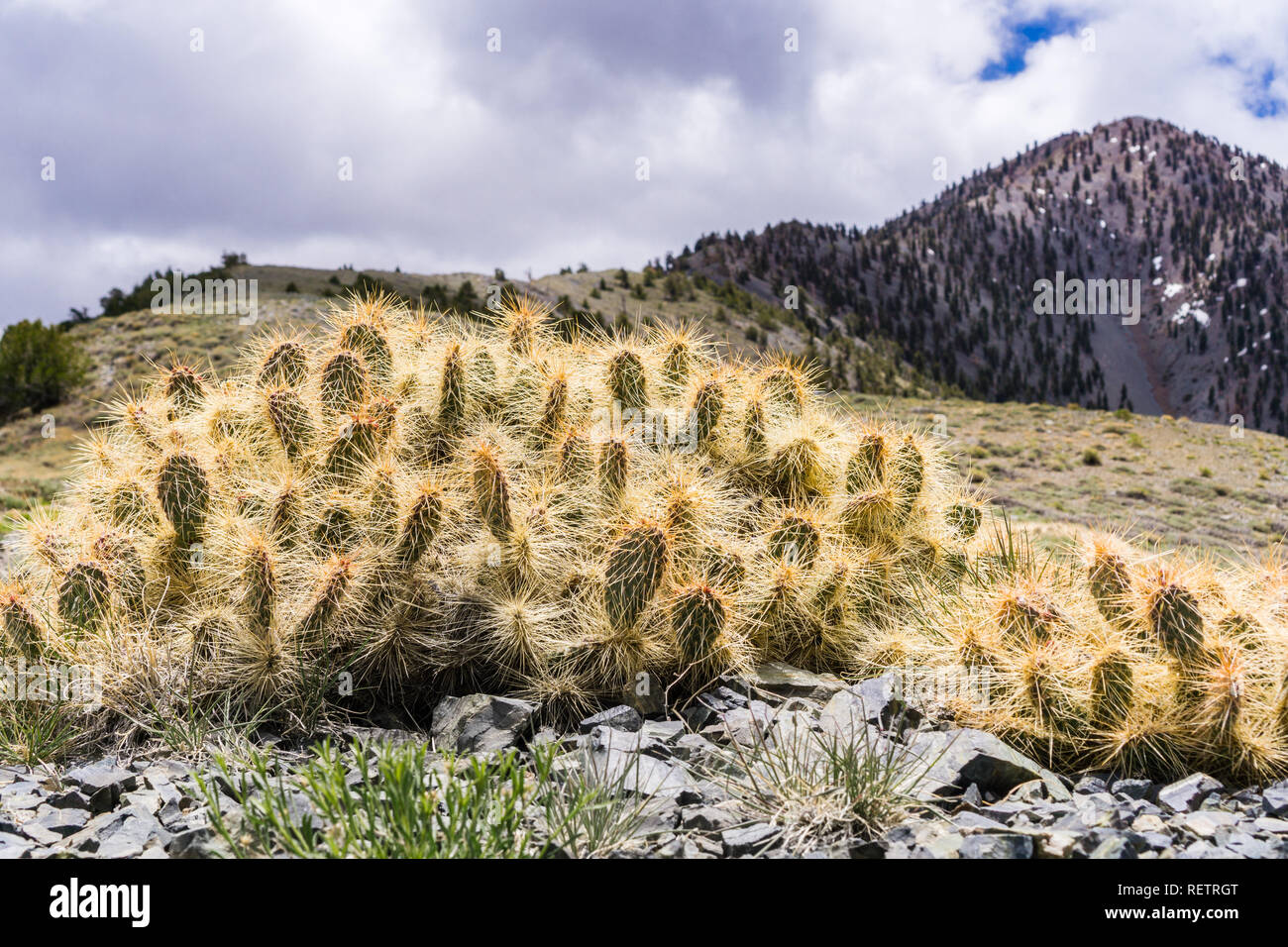 Prickly Pear cactus (Opuntia) growing at high altitude in the Panamint
