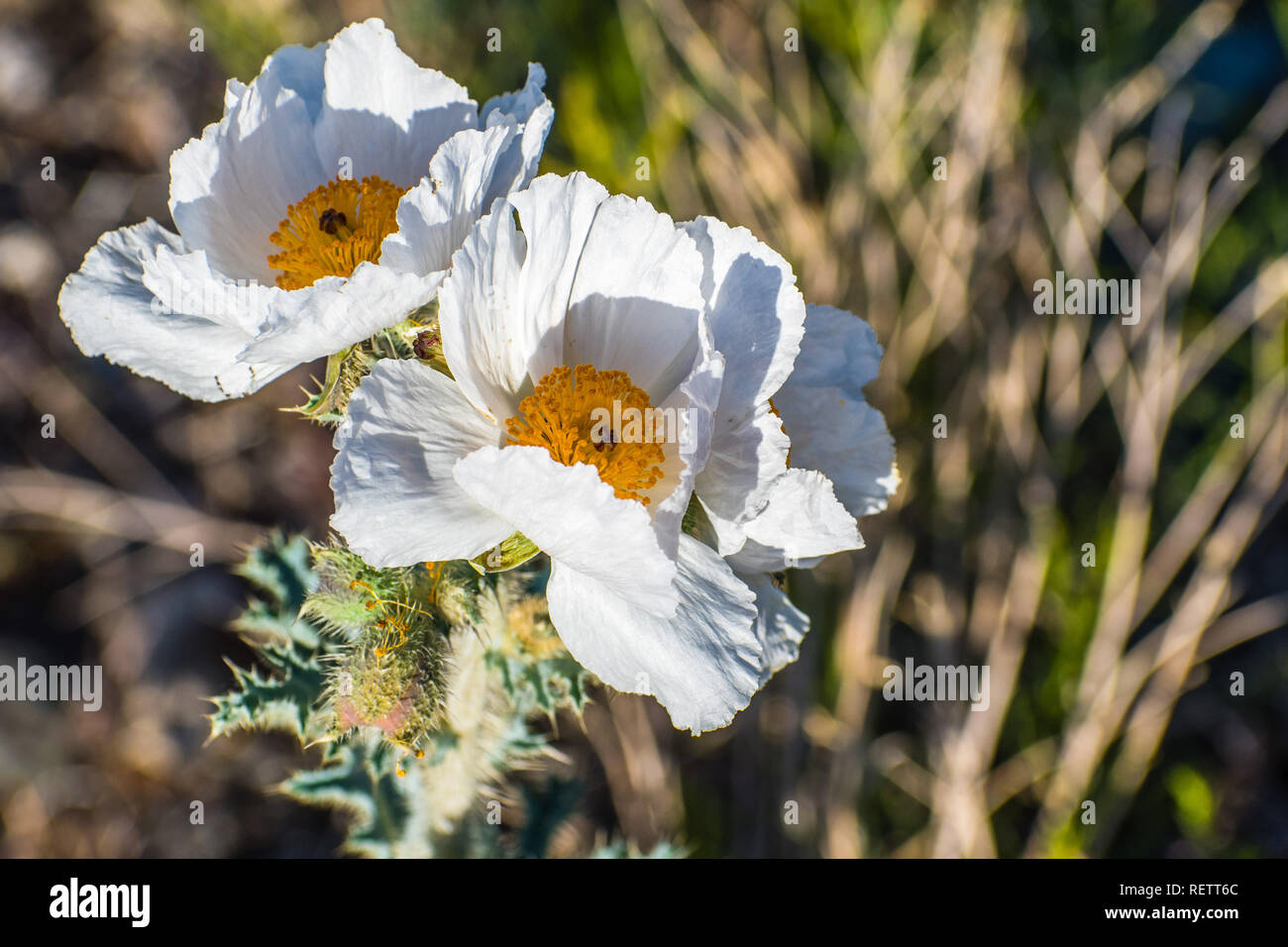 Close up of Prickly Poppy (Argemone munita) growing in the Panamint Range, Death Valley National Park, California Stock Photo