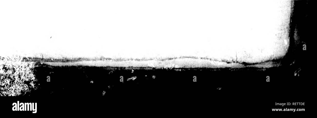 coupe cheveux frisés naturel