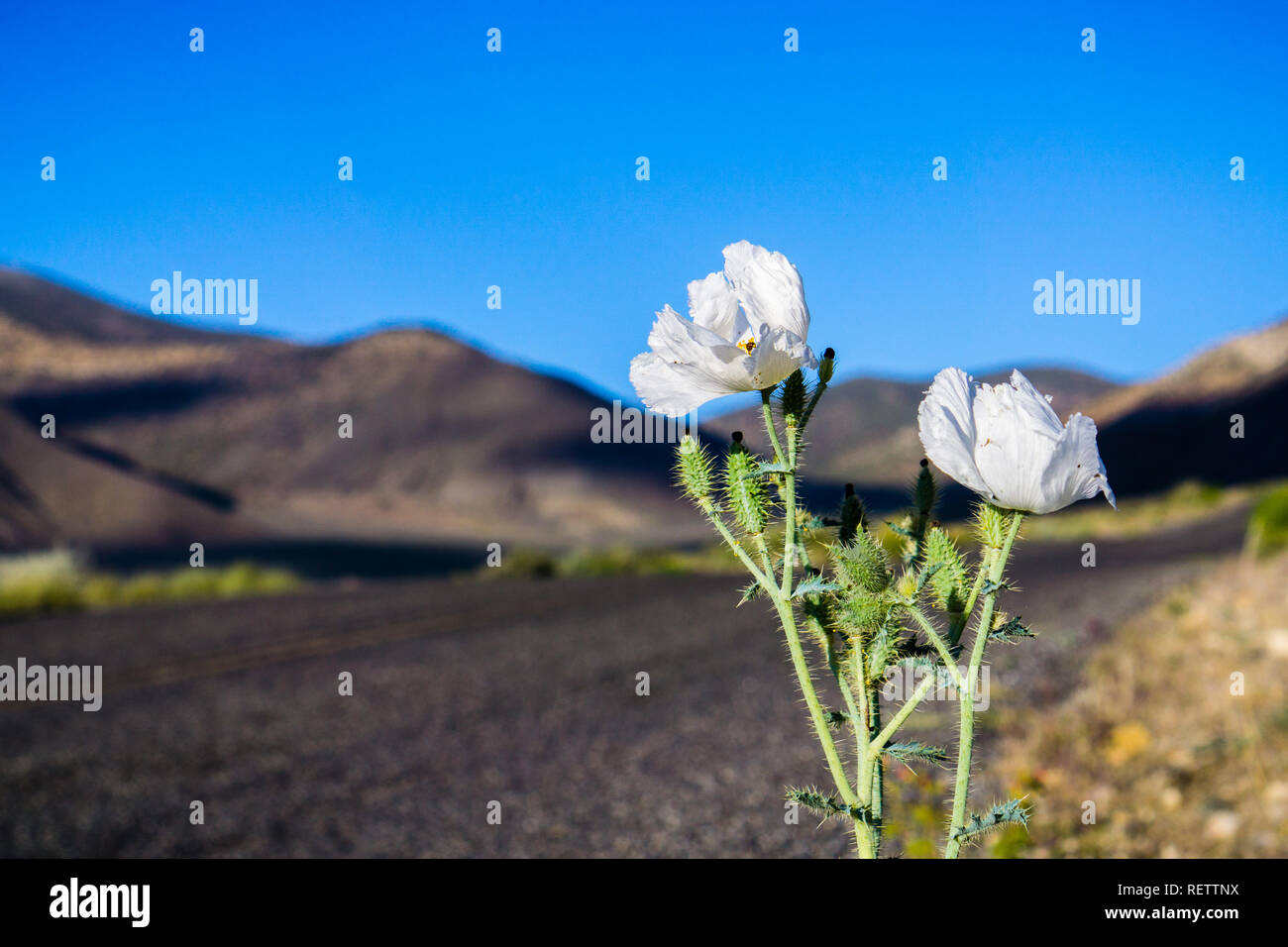 Prickly Poppy (Argemone munita) growing on the side of the road in the mountains of Death Valley, California Stock Photo