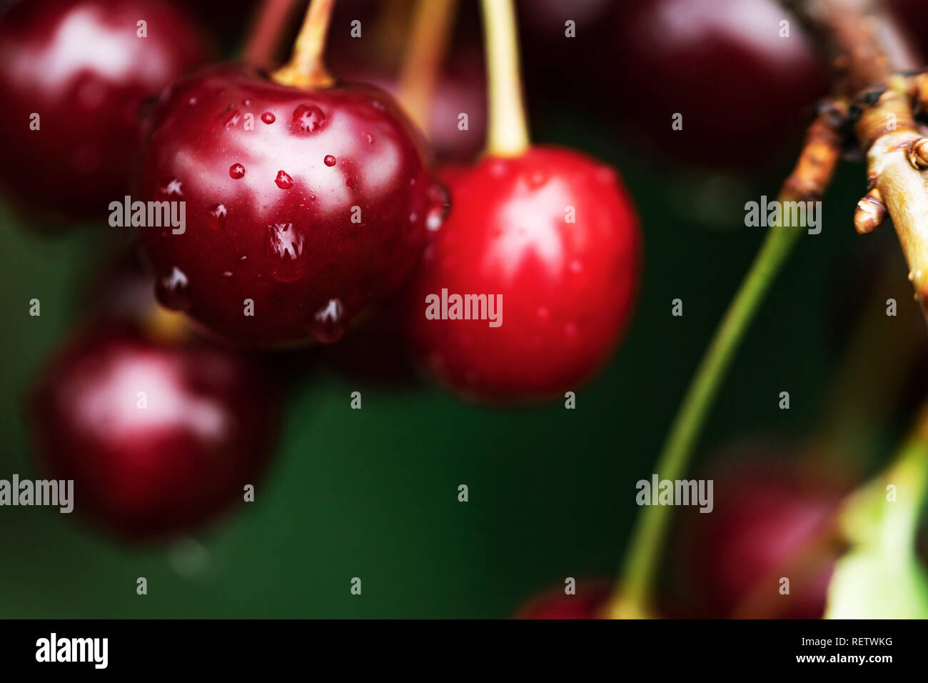 Ripe juicy cherries on the tree just before harvest Stock Photo - Alamy