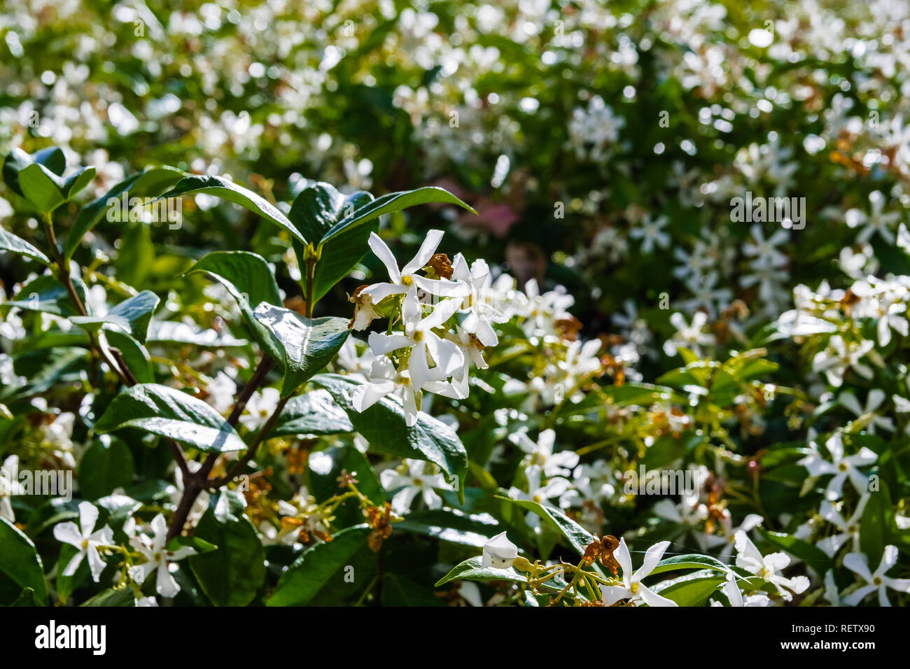 Star Jasmine (Trachelospermum jasminoides) blooming in a public garden, California Stock Photo