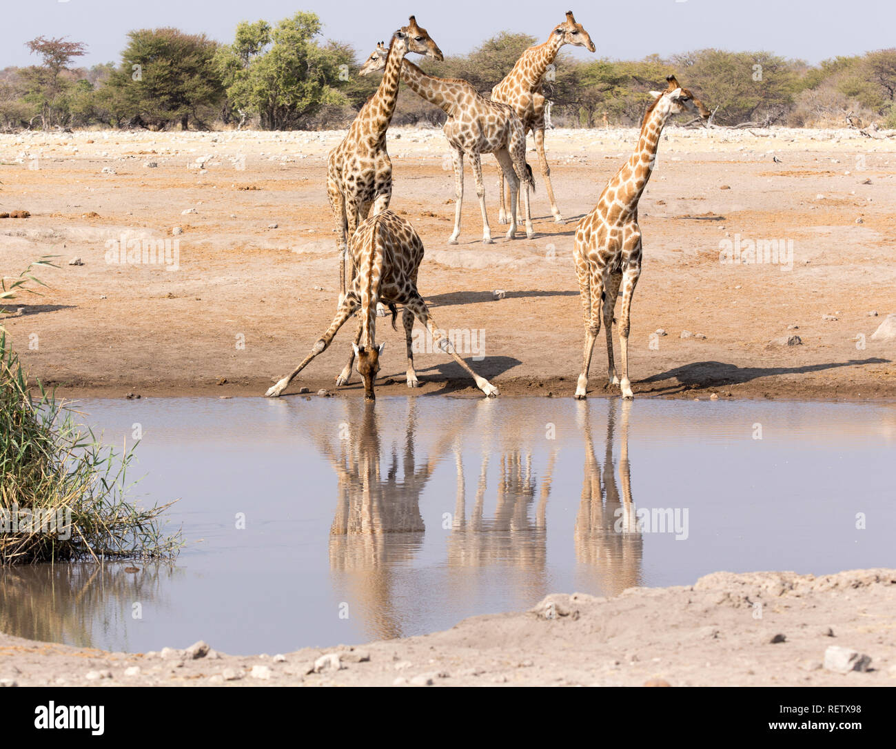 One Drinking Giraffe In Namibia With Reflection With Other Animals Stock Photo Alamy