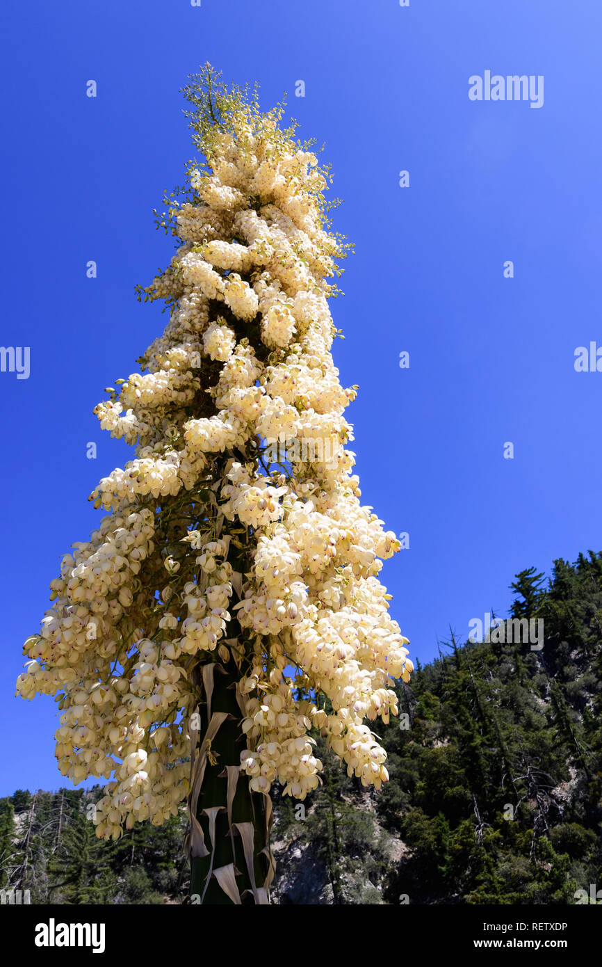 Chaparral Yucca (Hesperoyucca whipplei) blooming in the mountains, Angeles National Forest; Los Angeles county, California Stock Photo