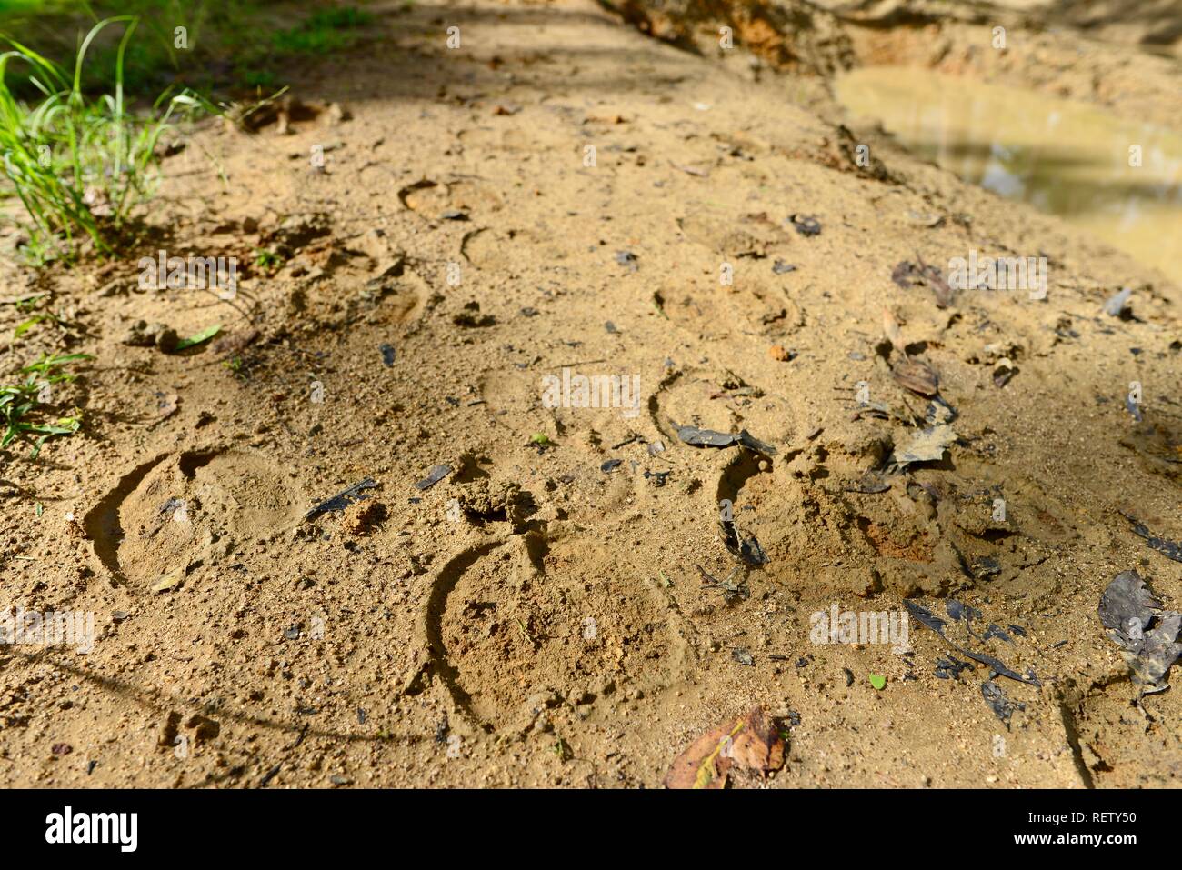 Cow hoof prints in the mud, Mia Mia State Forest, Queensland, Australia Stock Photo