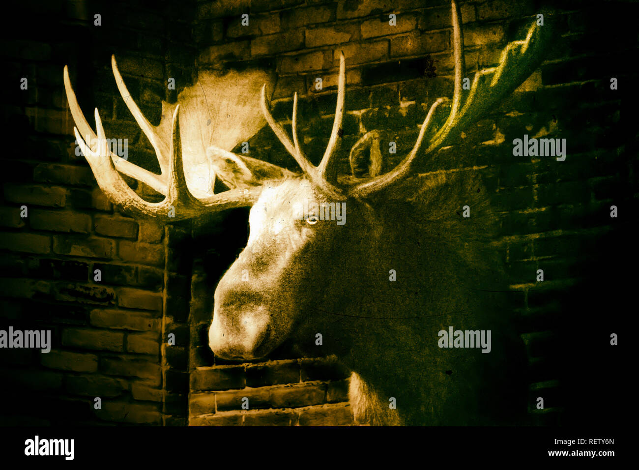 Stuffed moose head on brick wall, black background Stock Photo