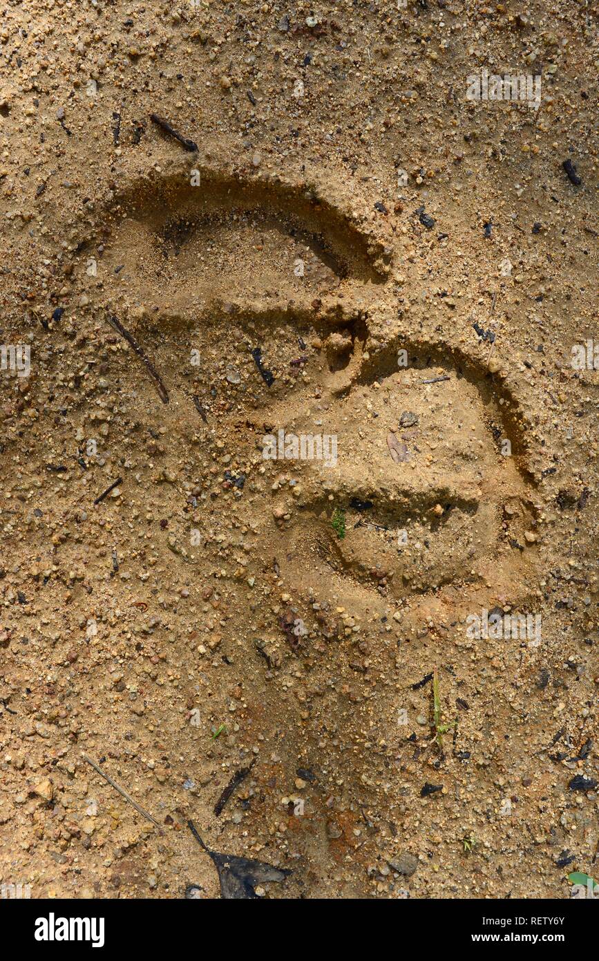 Hoof Prints High Resolution Stock Photography and Images Alamy