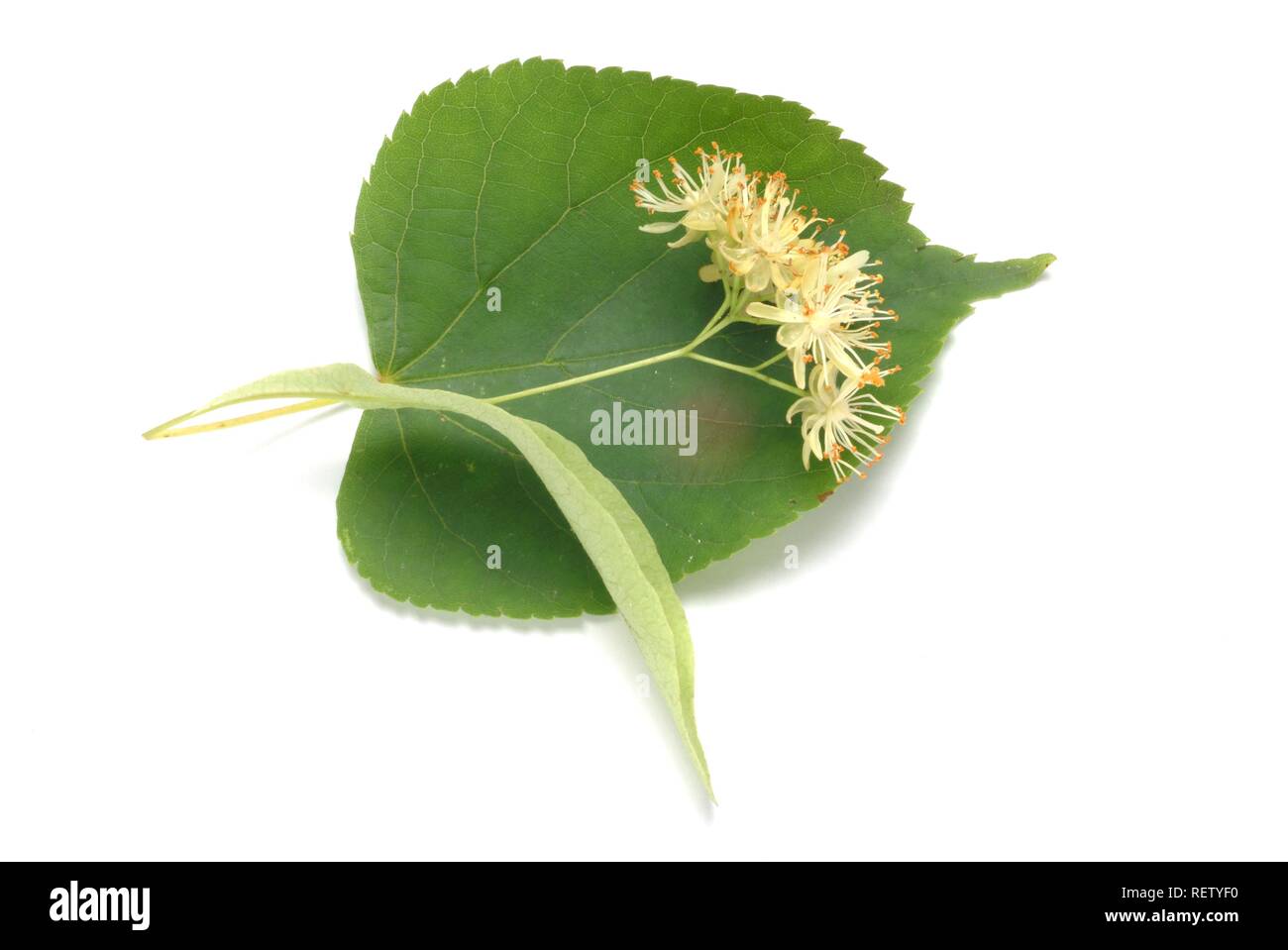 Small-leaved Lime (Tilia cordata), blossoms, used for medication Stock Photo