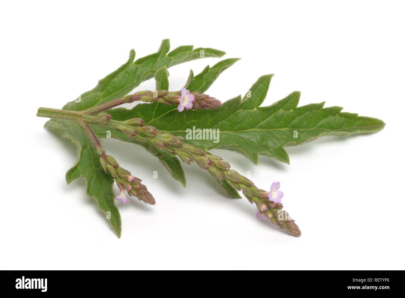 Common Vervain (Verbena officinalis), medicinal plant Stock Photo