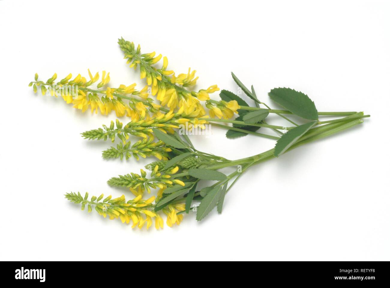 Yellow Sweet Clover (Melilotus officinalis), medicinal plant Stock