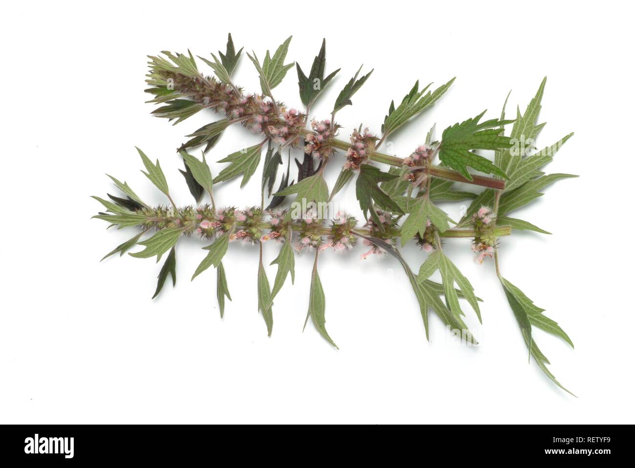 Motherwort (Leonurus cardiaca, Cardiaca comune), medicinal plant Stock Photo