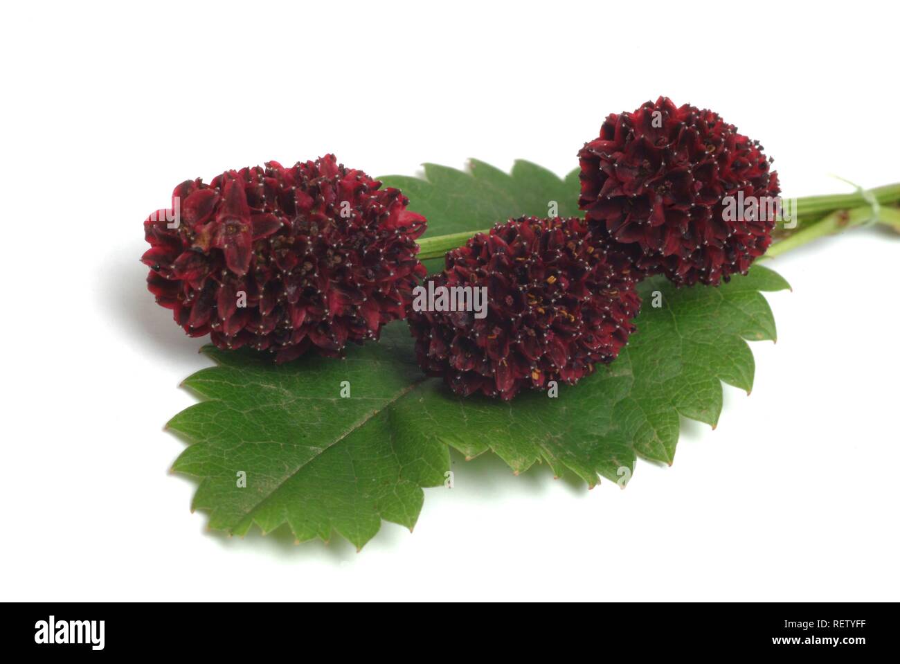 Great Burnet (Sanguisorba officinalis), medicinal plant Stock Photo