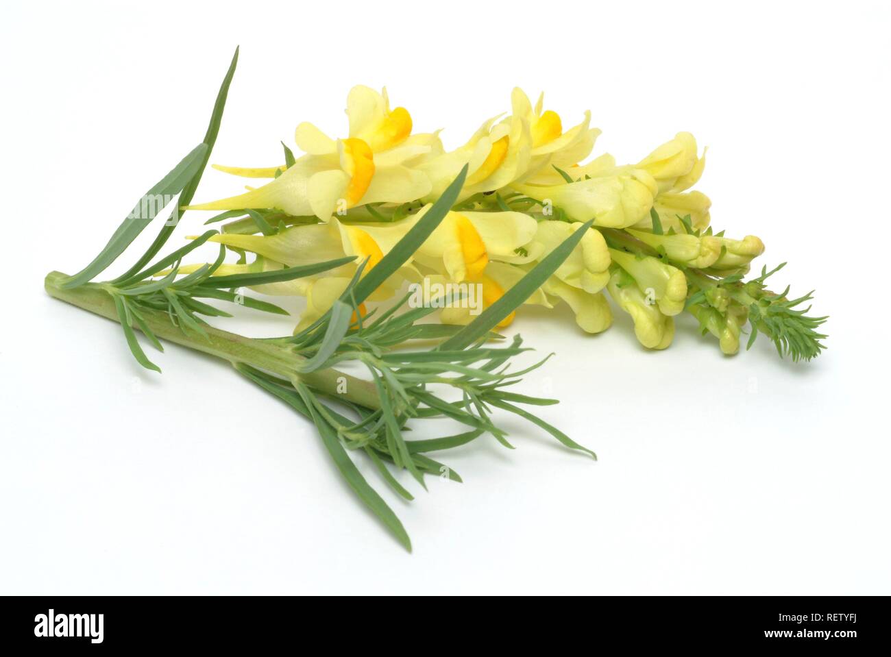 Common Toadflax (Linaria vulgaris), medicinal plant Stock Photo