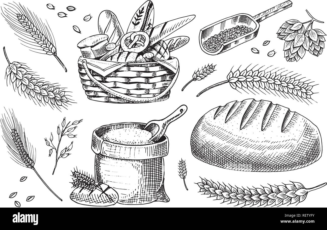 Set Of Wheat And Cereals Barley And Malt Rye Seeds For Making Bread Beer And Bakery Products Whole Grains Bag Of Flour And Organic Farmer Oat Harvest Hand Drawn Vintage Sketch Stock Vector