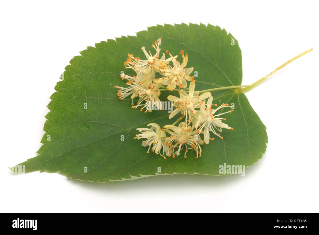 Small-leaved Lime (Tilia cordata), blossoms, used for medication Stock Photo