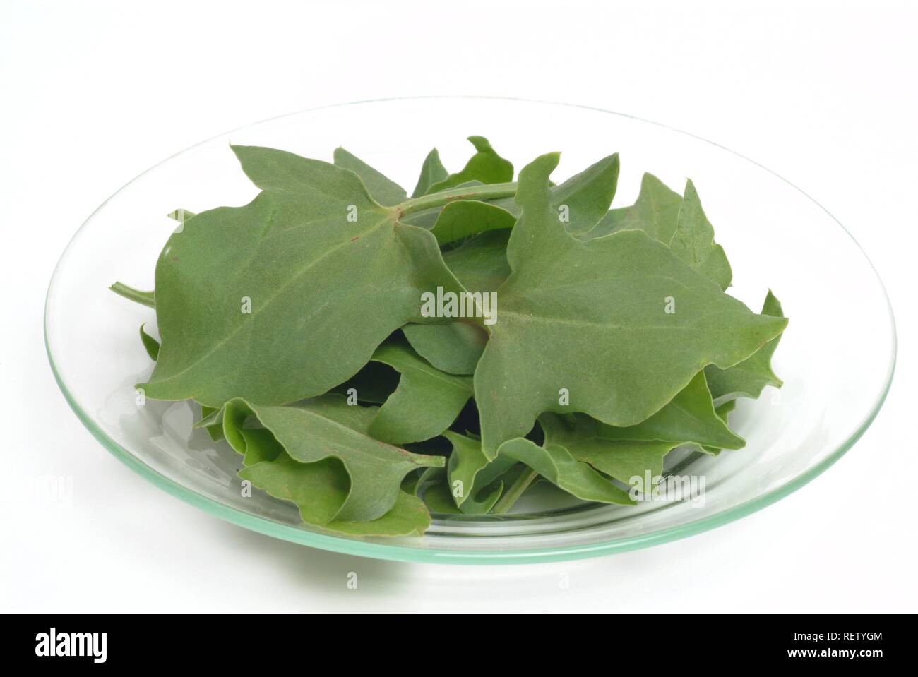 French Sorrel (Rumex scutatus), lettuce Stock Photo