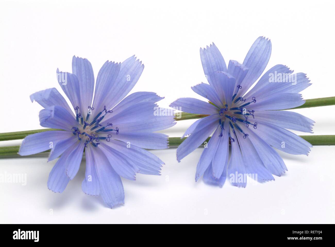 Chicory (Cichorium intybus), medicinal plant Stock Photo