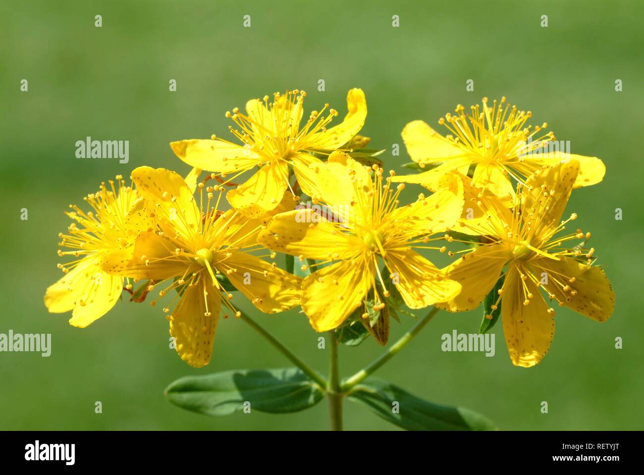 St John's Wort (Hypericum perforatum), blossom, medicinal plant Stock Photo