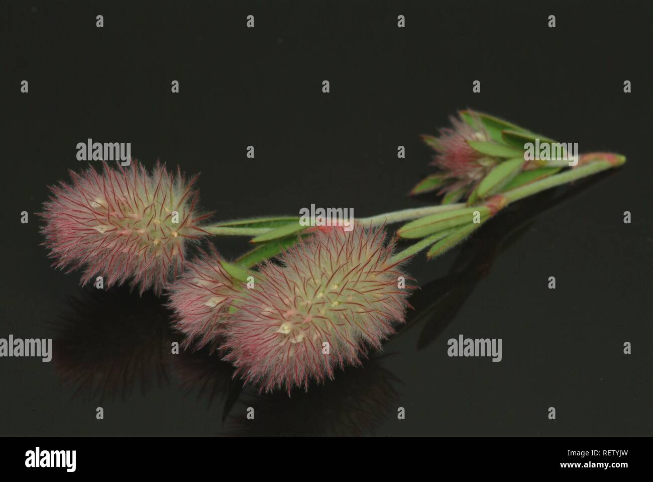 Stone Clover (Trifolium arvense), medicinal plant Stock Photo