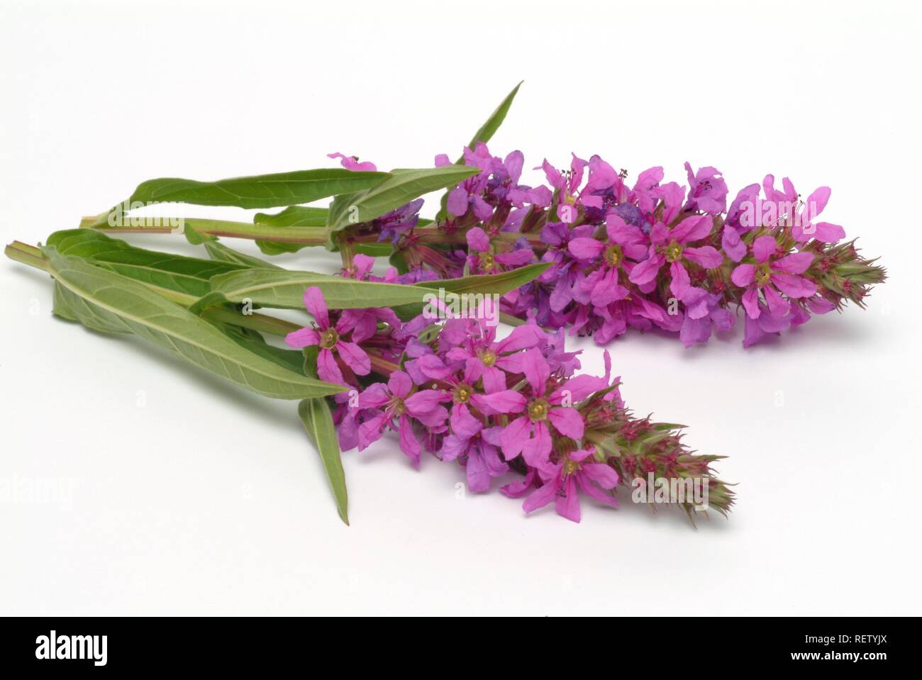Purple-loosestrife (Lythrum salicaria), medicinal plant Stock Photo