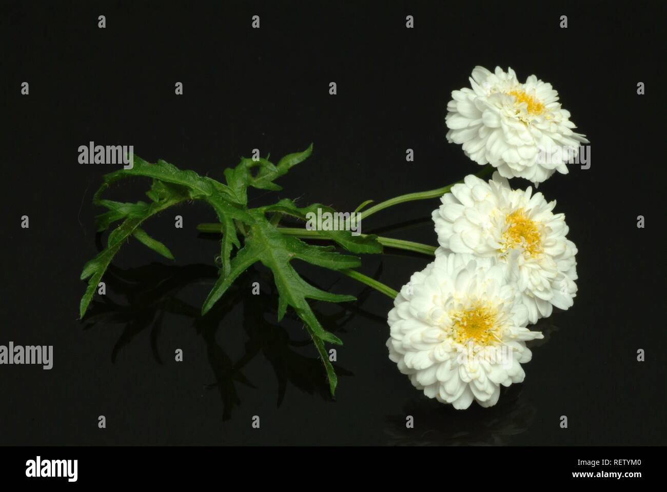 Roman Camomile (Anthemis nobilis), medicinal plant Stock Photo