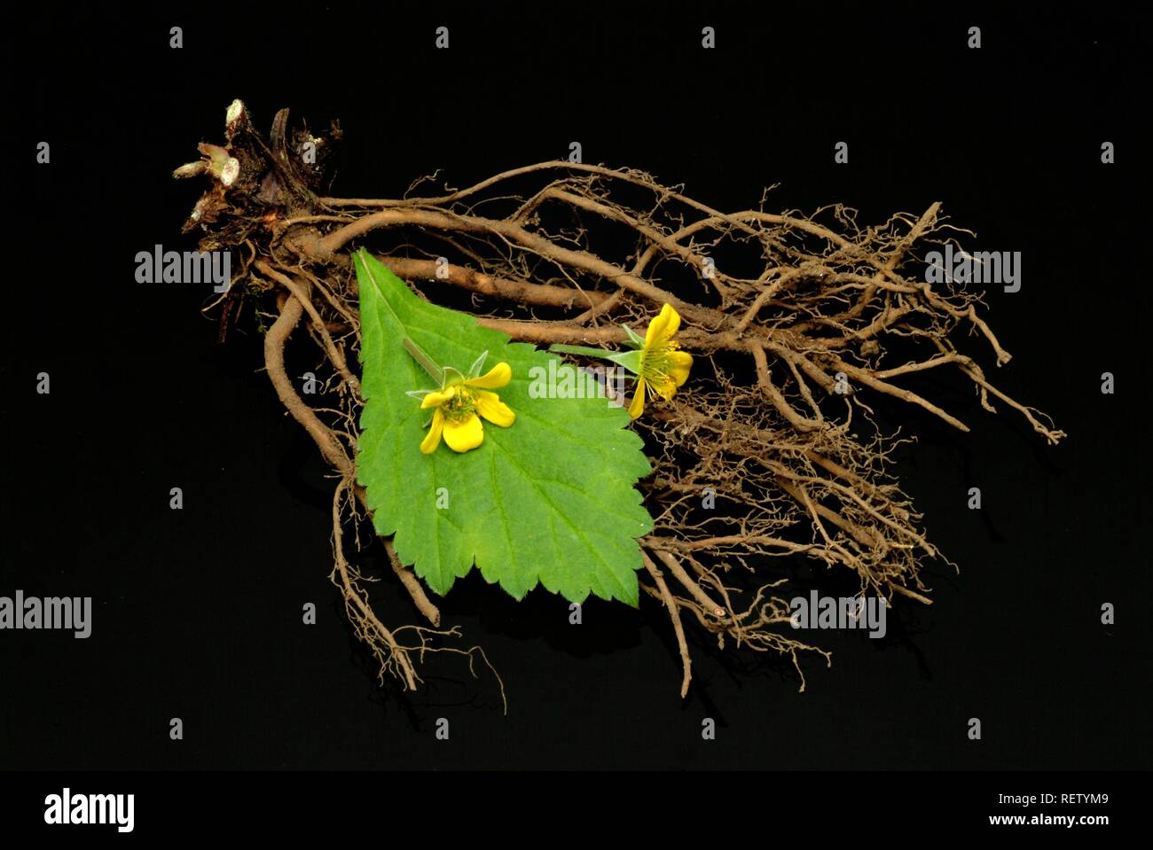 Common Tormentil (Potentilla erecta, Cinquefoglia tormentilla), medicinal plant Stock Photo