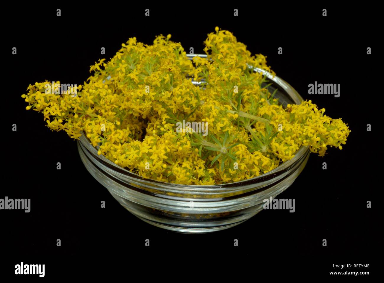 Yellow Bedstraw (Galium verum), medicinal plant Stock Photo