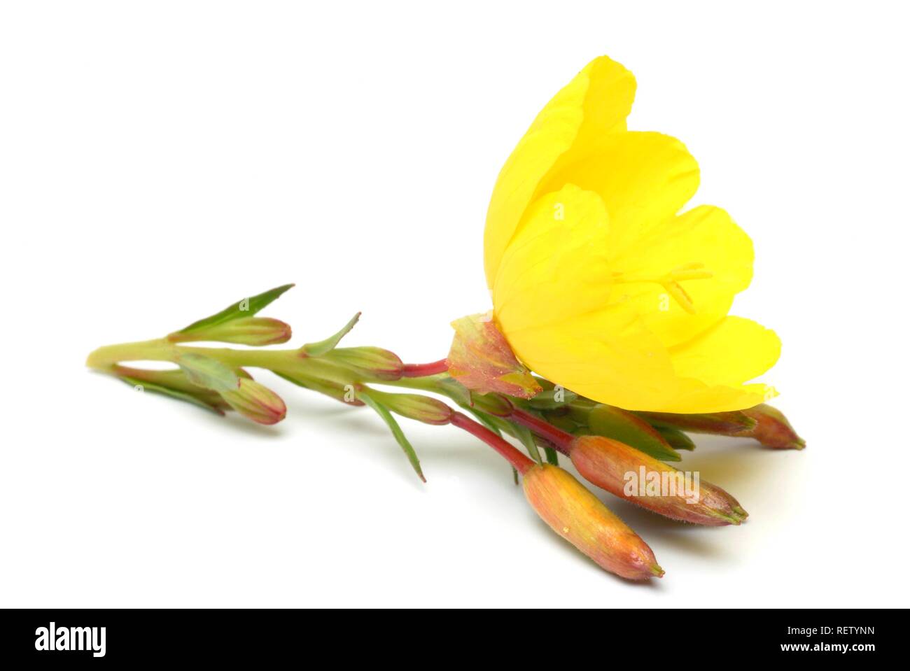 Evening Primrose (Oenothera biennis), medicinal plant Stock Photo