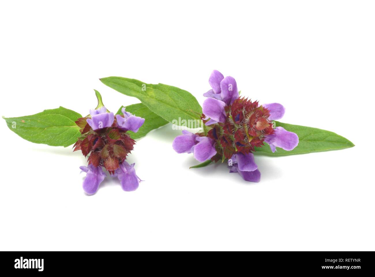 Common Selfheal (Prunella vulgaris), medicinal plant Stock Photo