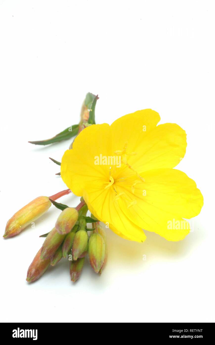 Evening Primrose (Oenothera biennis), medicinal plant Stock Photo Alamy