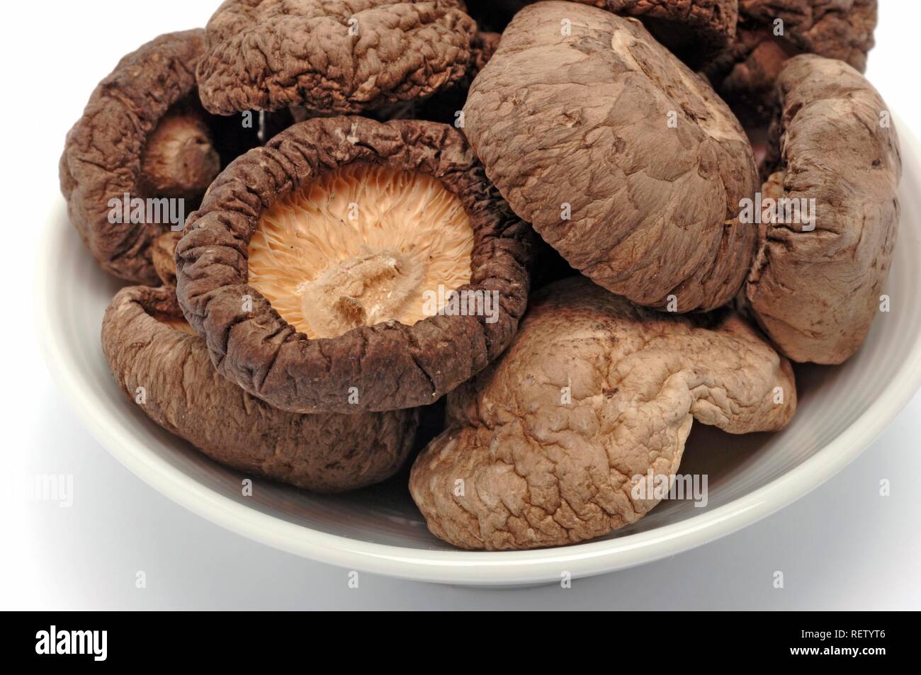 Shiitake mushrooms (Lentinula edodes), spice mushroom, medicinal mushroom Stock Photo