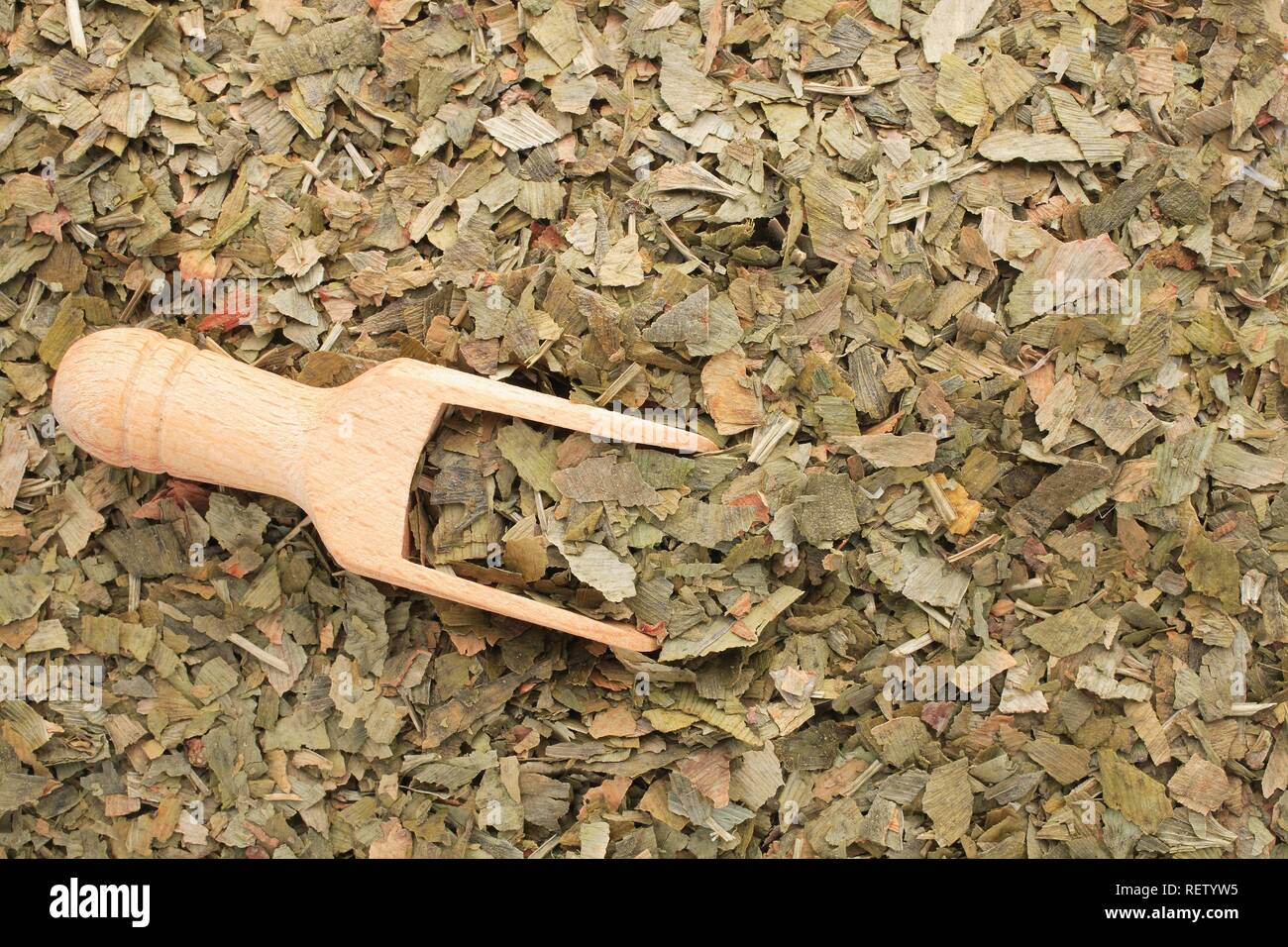 Gingko (Ginkgo biloba), dried leaves Stock Photo