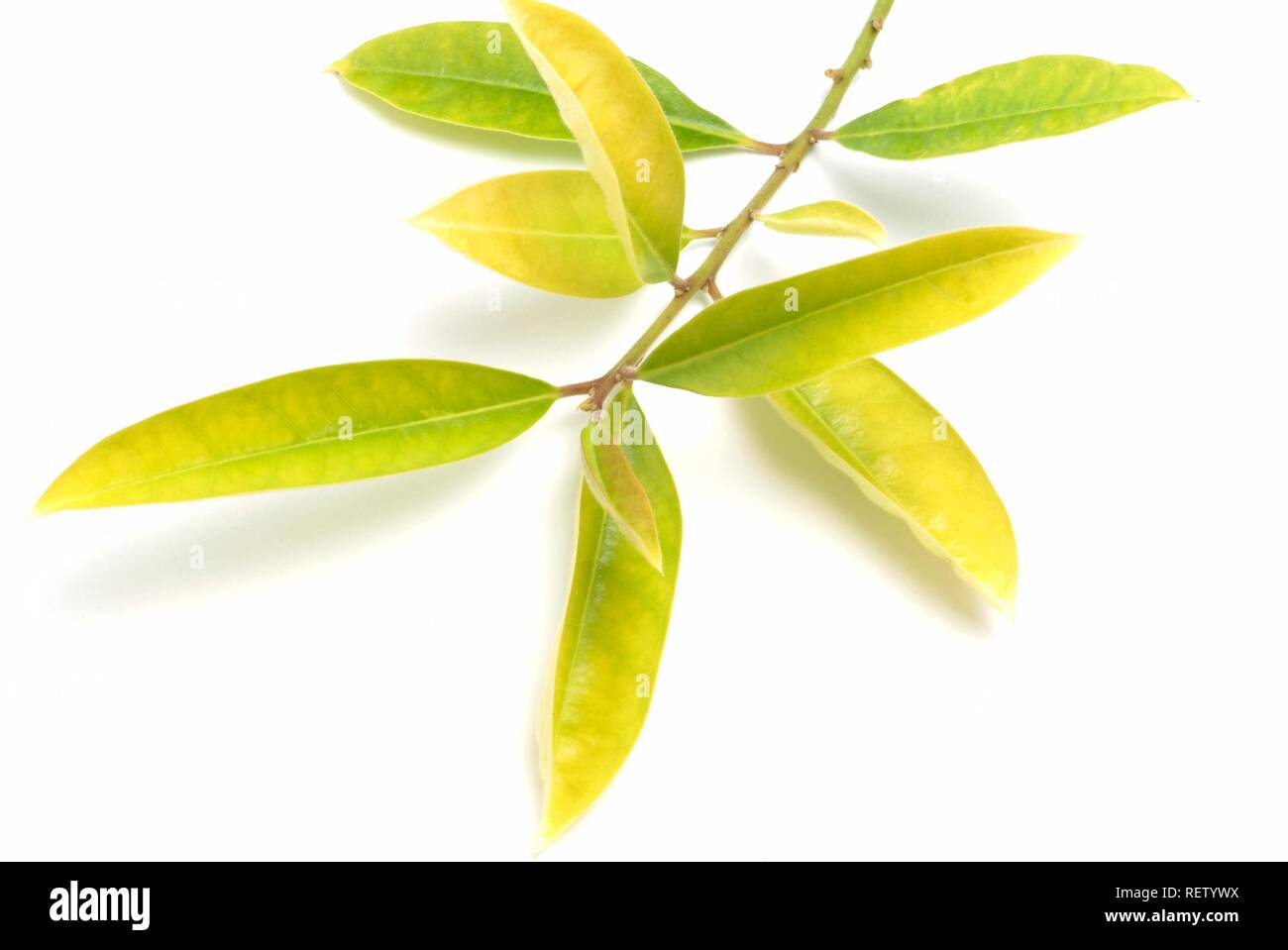 Yerba mate leaves (Ilex paraguariensis), mate tea Stock Photo Alamy