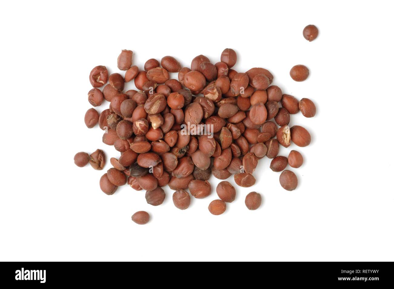 Ziziphus (Ziziphus spinosa), seeds, herbs used in traditional Chinese medicine Stock Photo