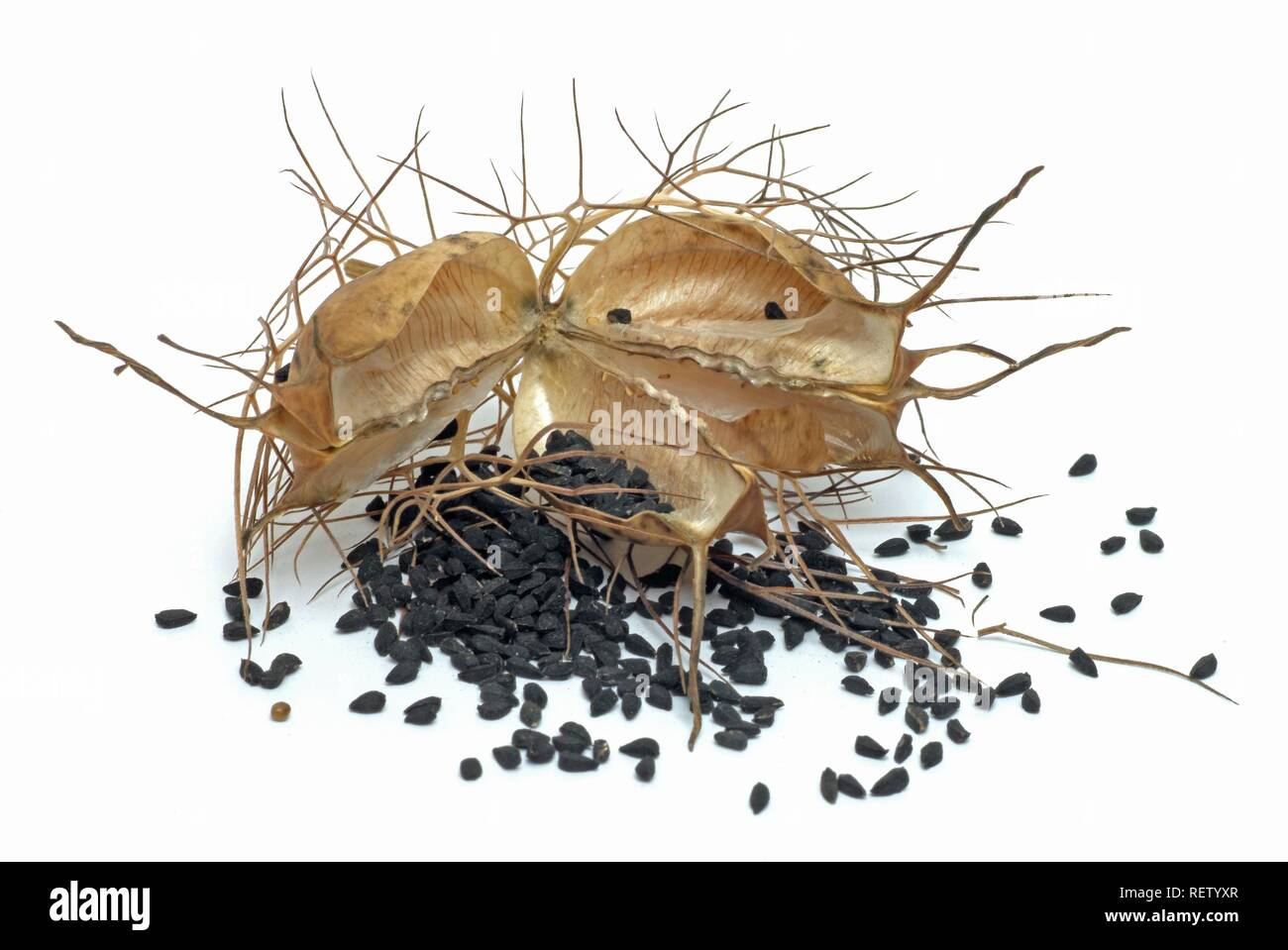 Black caraway (Nigella sativa), open seedpod, medicinal plant Stock Photo