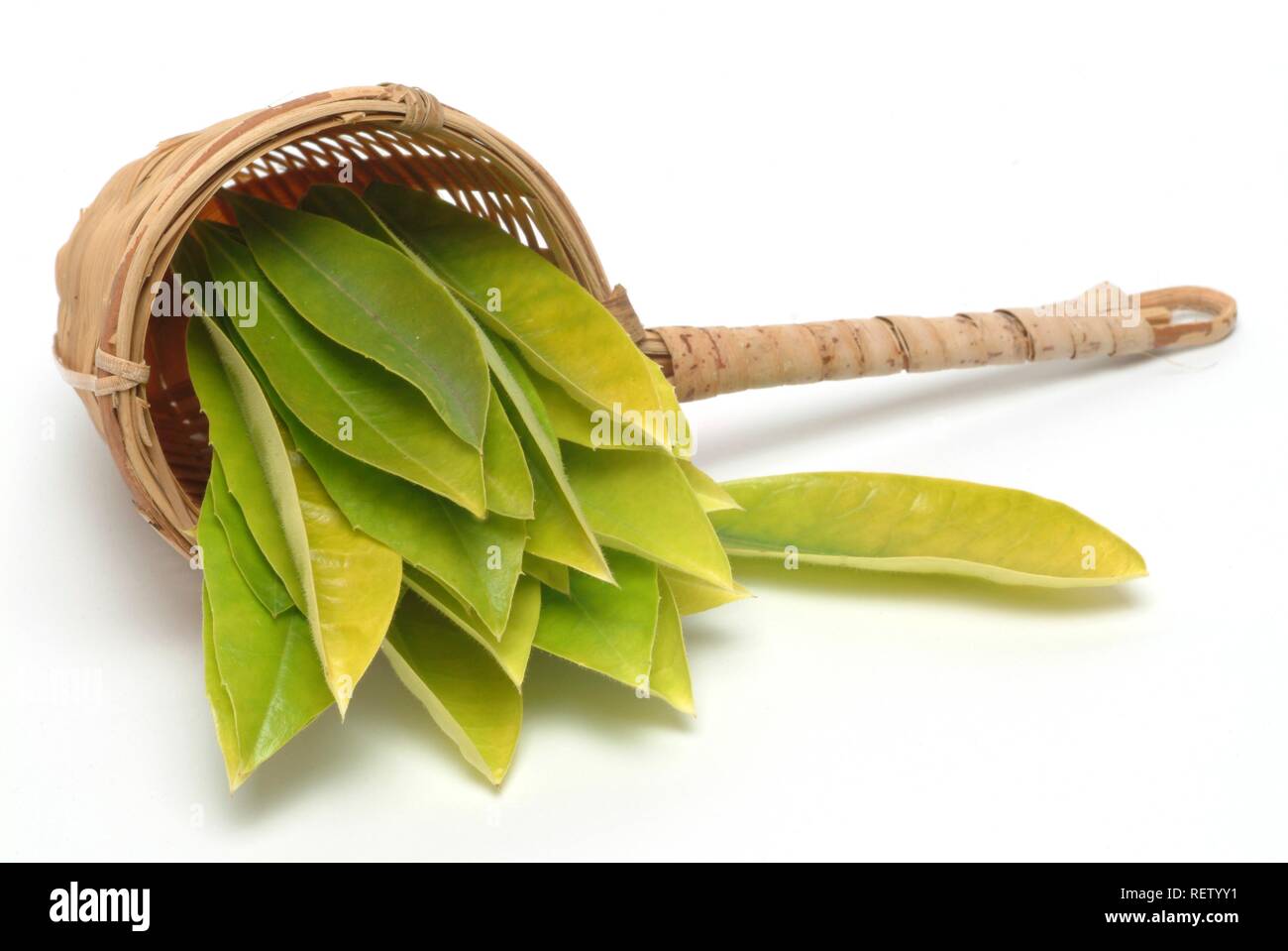Yerba mate leaves (Ilex paraguariensis), mate tea Stock Photo Alamy