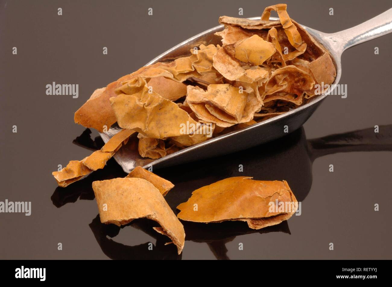 Dried Gualou shells (Trichosanthes), used in traditional Chinese medicine Stock Photo