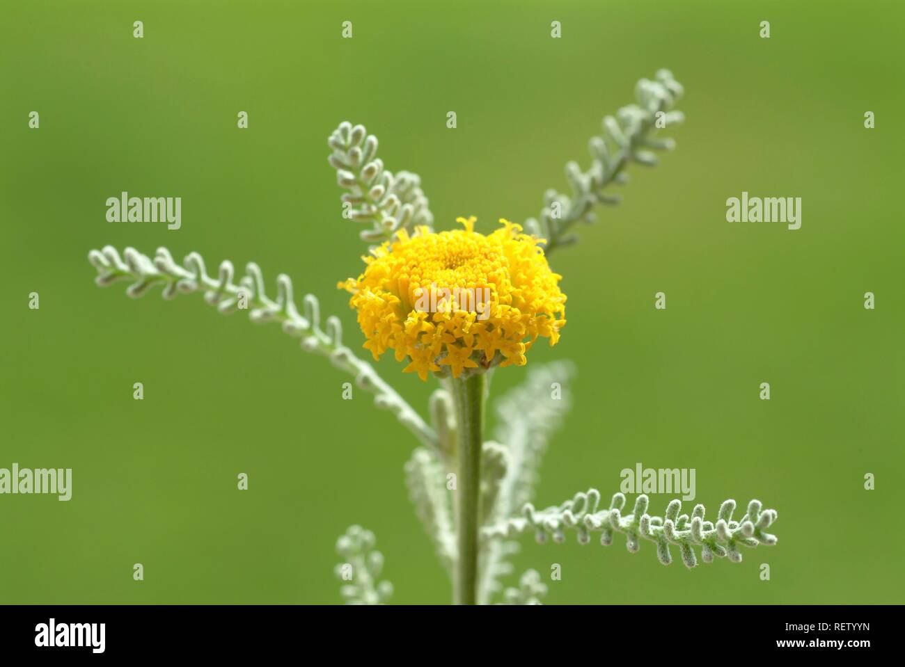 Cotton Lavender (Santolina chamaecyparissus), medicinal plant Stock Photo
