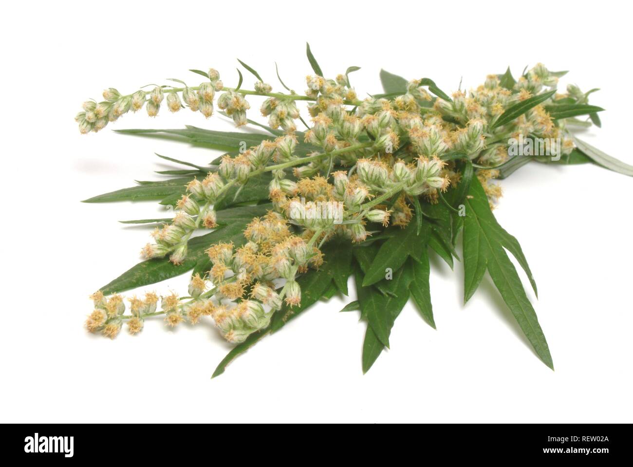 2 Live Mugwort Plants (Artemisia Vulgaris) – 12-18" Tall, For Lucid Dreaming & Herbal Use