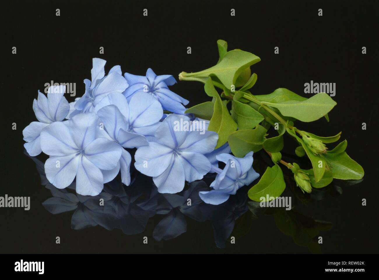 Blue Plumbago (Plumbago capensis), medicinal plant Stock Photo