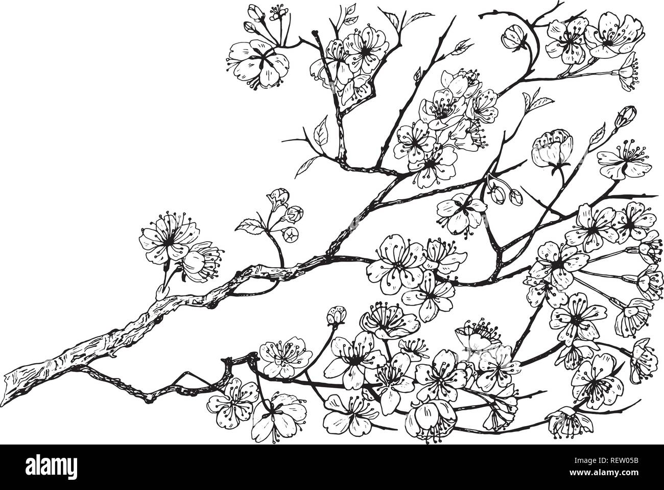 Wild Flowers with leaves. Japanese Sakura. Wedding botanical plant with leaf and buds. Botanical organic spring herb. Engraved hand drawn in doodle sketch. Collection for cards and labels and banners. Stock Vector