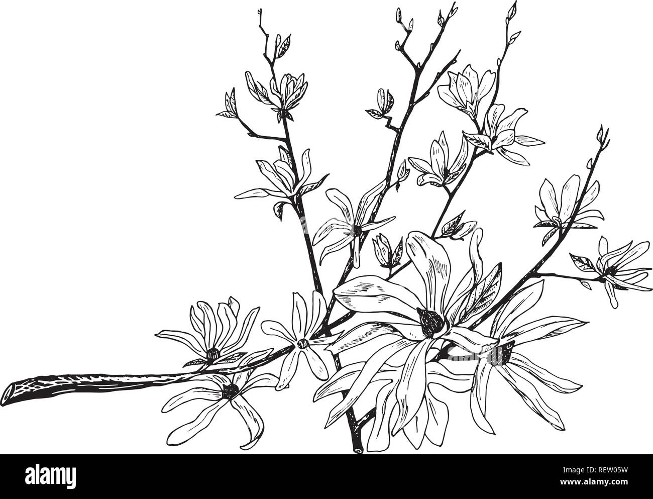 Wild Flowers with leaves. Japanese Sakura. Wedding botanical plant with leaf and buds. Botanical organic spring herb. Engraved hand drawn in doodle sketch. Collection for cards and labels and banners. Stock Vector