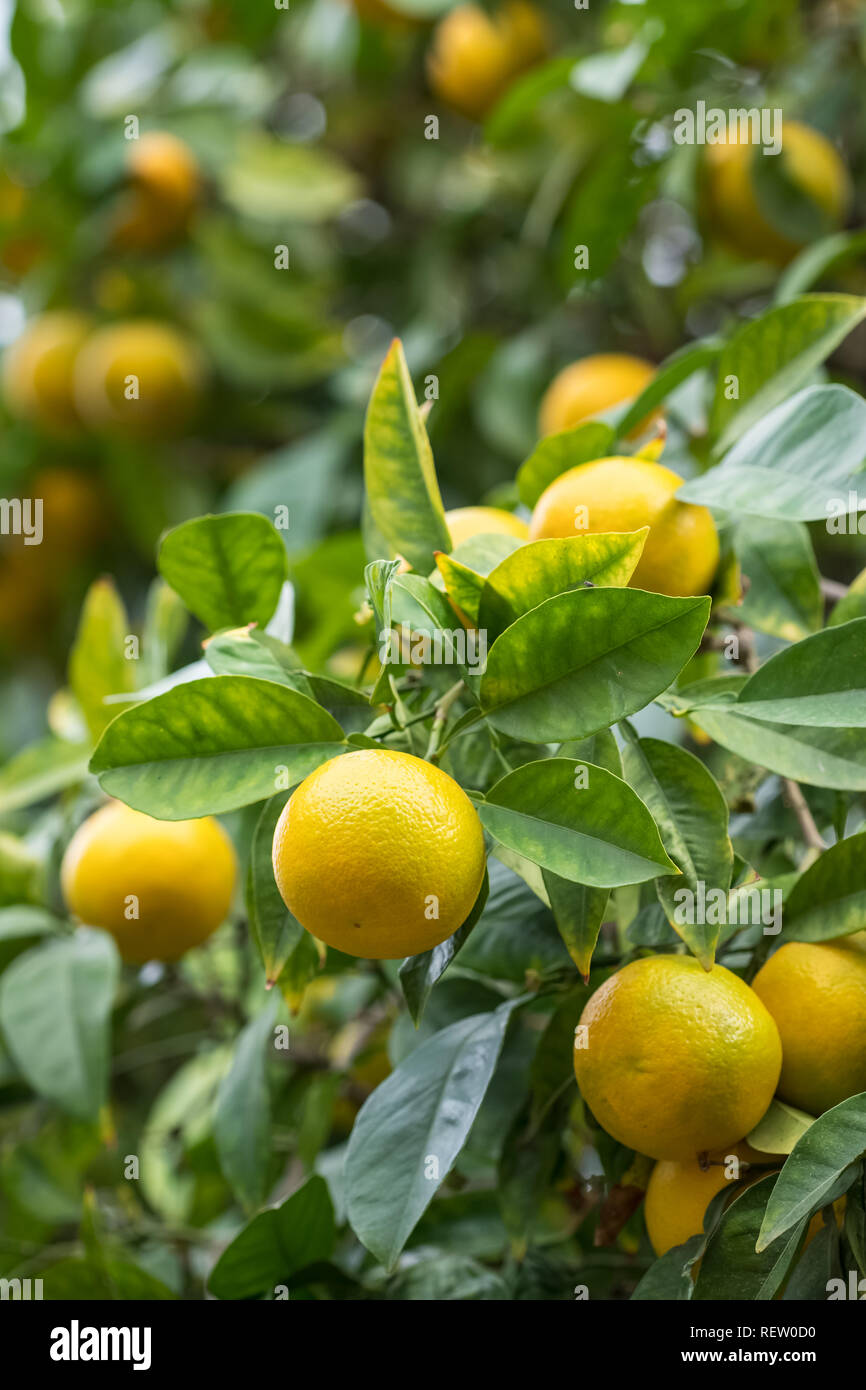 Yellow mandarin orange fruits on a tree close up Stock Photo