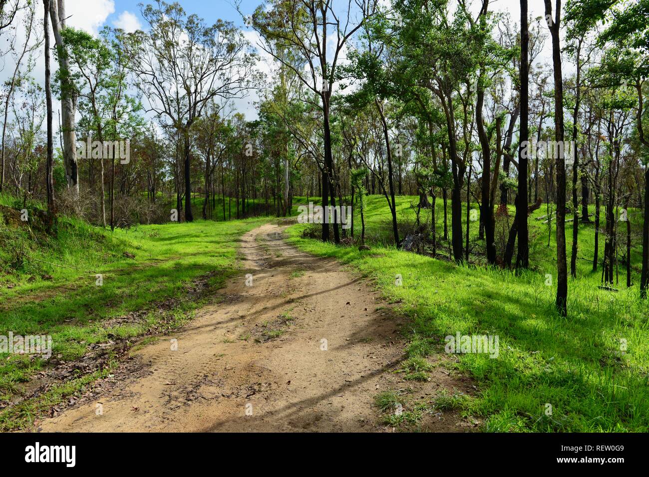 Fire damage and regrowth in Mia Mia State Forest after the November 2018 fires, Queensland, Australia Stock Photo