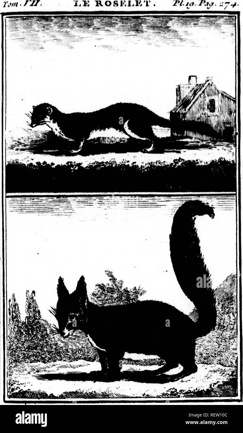 Histoire Naturelle Ga C Na C Rale Et Particulia Re Microforme Sciences Naturelles Natural History Autres Tccii Ui Eft Fort Blable A L Ccu Laclagafcar D Gris Amp Qui Eau Ni Bun A C De