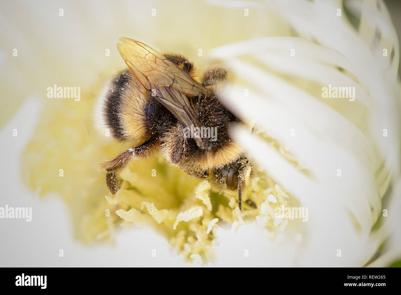 Extreme macro of a bumblebee covered with pollen Stock Photo - Alamy
