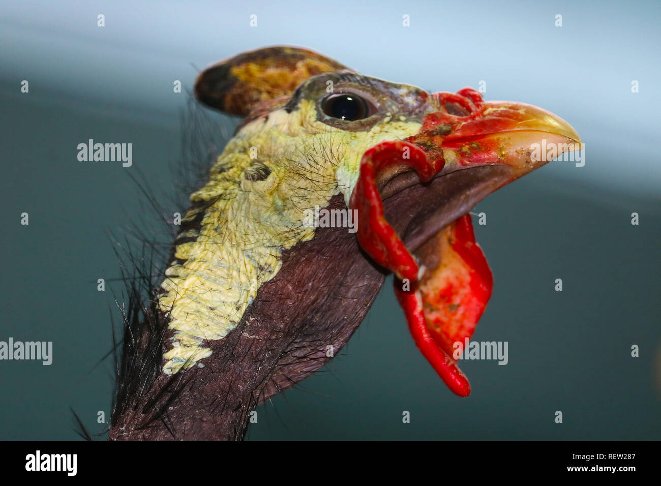 weird head with casque and red wattles of a helmeted guineafowl (numida meleagris) in profile view Stock Photo