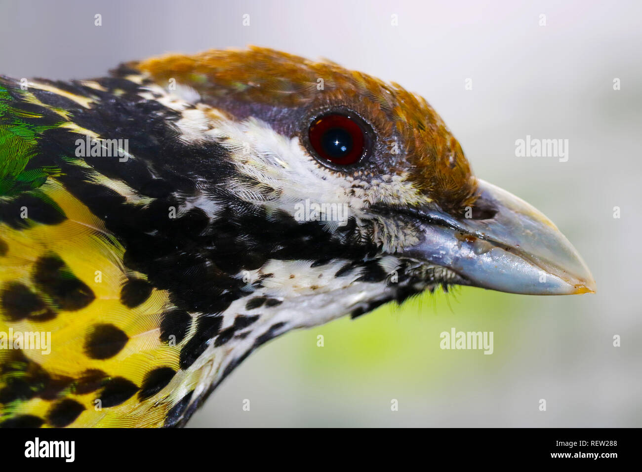 head of a white-eared catbird (ailuroedus buccoides) in profile view Stock Photo