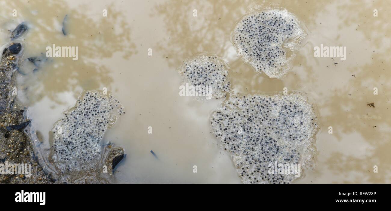 Cane toad Rhinella marina eggs floating in a muddy puddle after rains, Mia Mia State Forest, Queensland, Australia Stock Photo